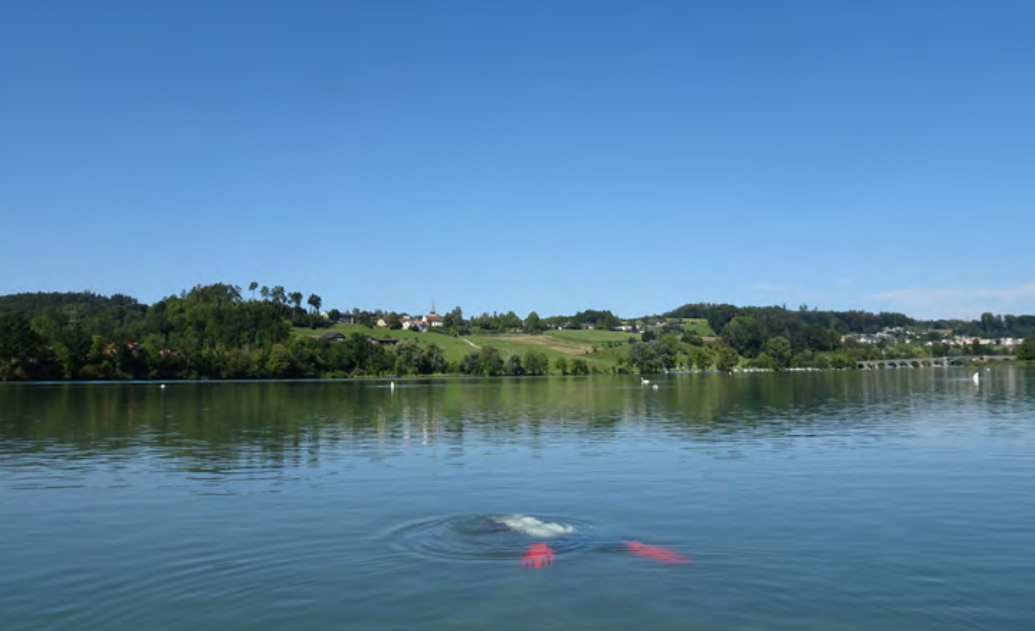 Wasserpflanzenkartierung Wohlensee